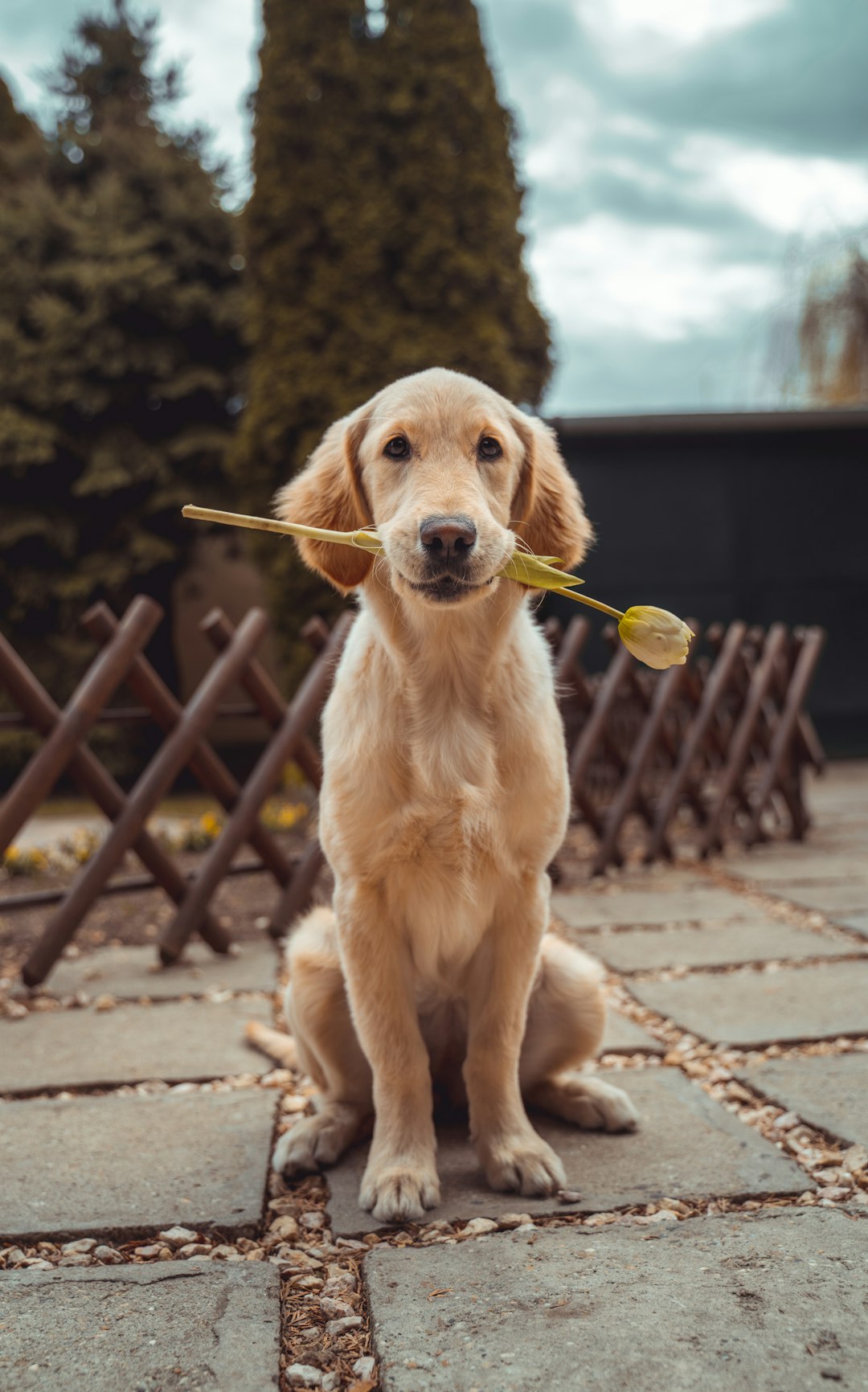 Essential Pup Play Gear for Beginners